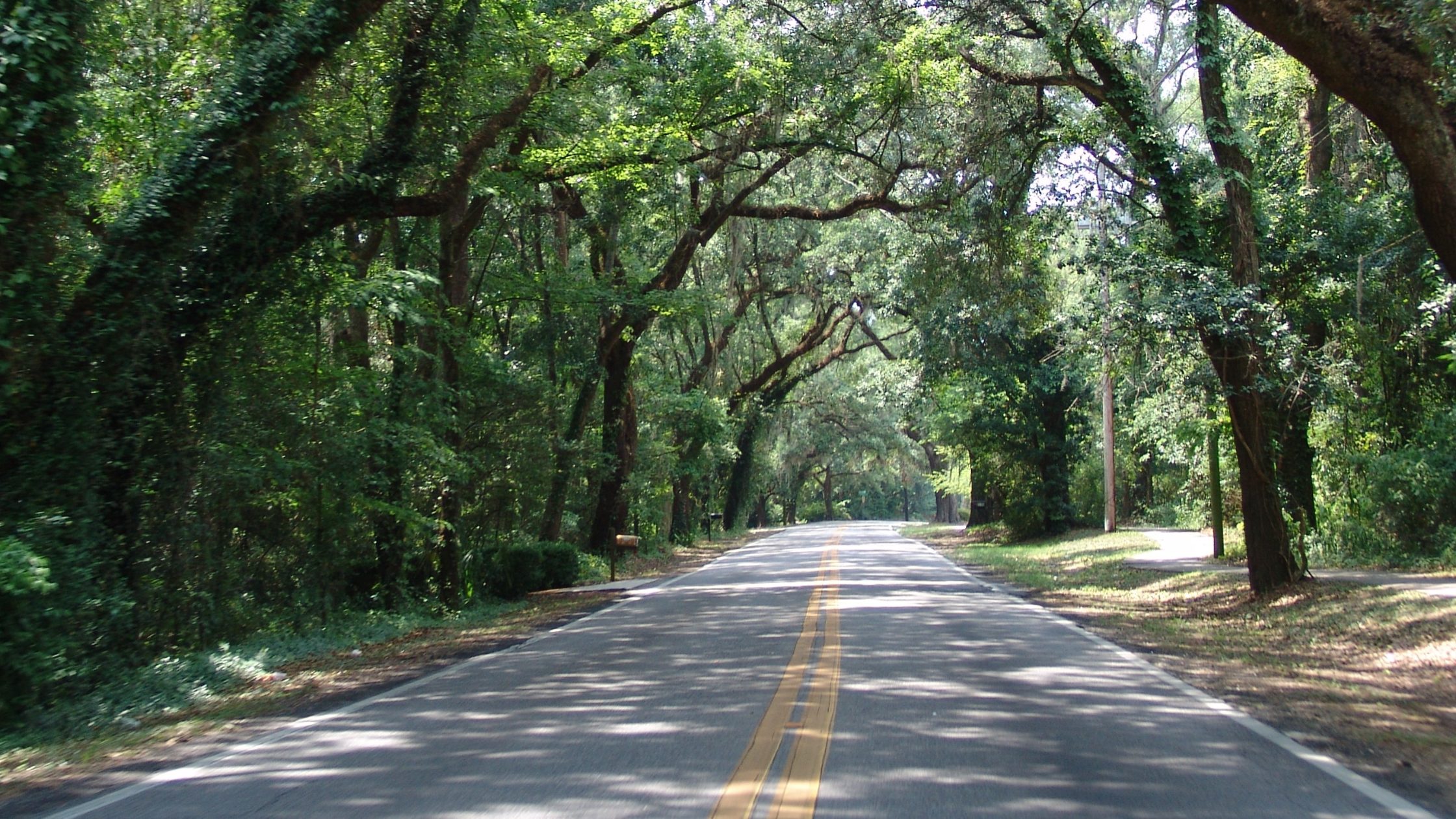 Stock image of a canopy road in Tallahassee, Florida. The green canopy trees are covering the sky, there is barely sunlight peeking through the trees.